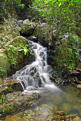 Image showing Water stream in forest