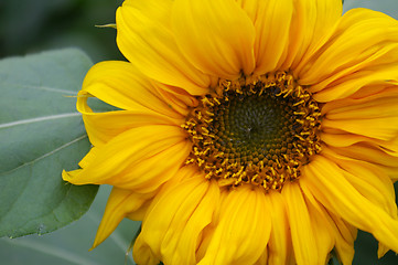 Image showing Close-up of a sunflower