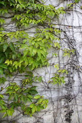 Image showing Green grasses on wall