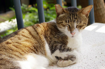 Image showing A cat under sunshine