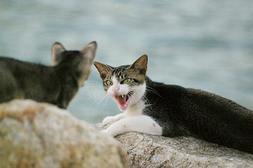 Image showing An angry cat