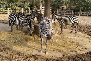 Image showing Zebras in the zoo