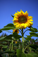 Image showing Sunflowers under blue sky