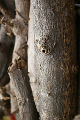 Image showing Tree bark details