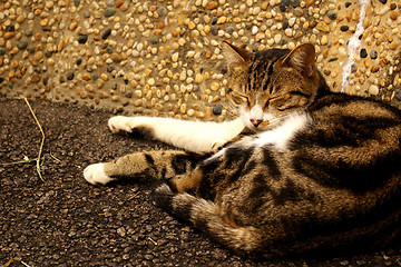 Image showing A sleeping cat on the ground