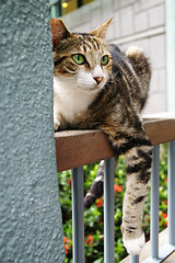 Image showing A cat sitting