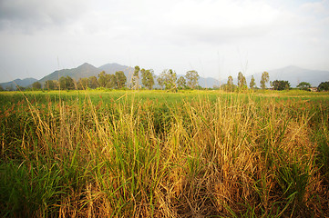 Image showing Wetland area in Hong Kong