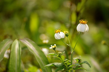 Image showing Yellow flowers background