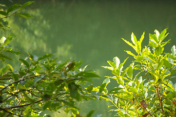 Image showing Forest in water