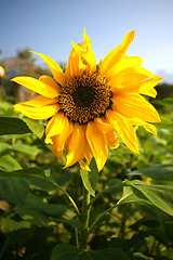 Image showing Sunflowers under blue sky