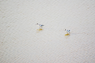 Image showing Birds on the water