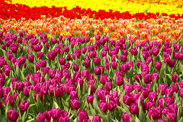 Image showing Spring flowers background