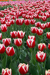 Image showing Spring flowers background in Hangzhou, China.