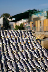 Image showing Salted fishes under sunshine in Hong Kong