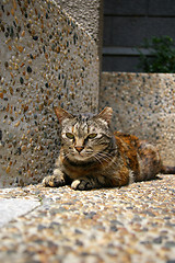 Image showing A cat