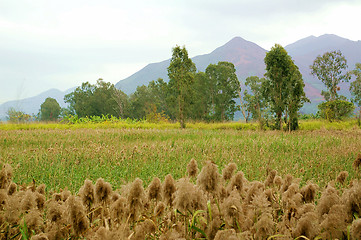 Image showing Wetland in Hong Kong 