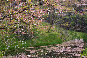 Image showing Cherry blossom in sping over the pond