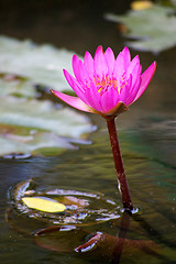 Image showing Lotus in the pond