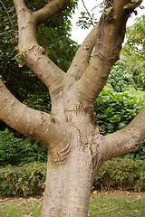 Image showing Tree trunk