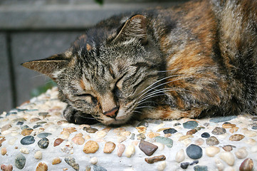 Image showing Sleepy cat