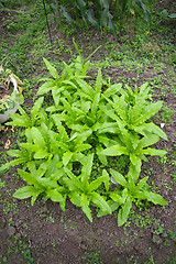 Image showing Fresh vegetables on field