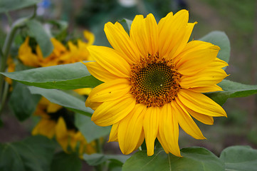 Image showing Sunflowers background