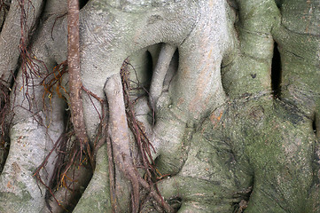 Image showing Tree trunks