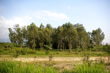 Image showing Spring forest in Hong Kong