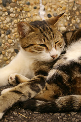 Image showing A cat on the ground