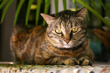 Image showing A cat lying on rock