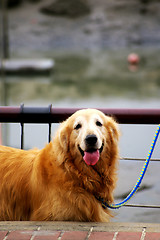 Image showing Golden Retriever on street