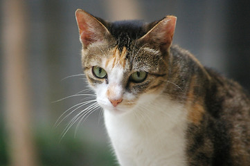 Image showing Cat with sharp eyesight