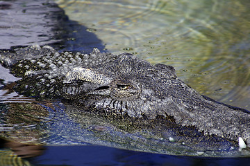 Image showing Close up on an Alligator