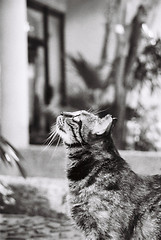 Image showing A cat looking at the top