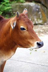 Image showing Cow eating grasses