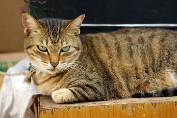 Image showing A cat