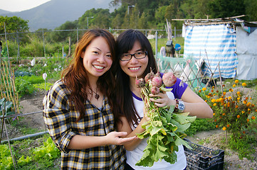 Image showing Asian woman harvesting beetroots