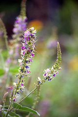 Image showing Purple flower in grasses