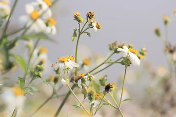 Image showing White flowers blossom