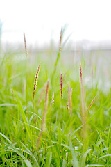 Image showing Moving grasses background