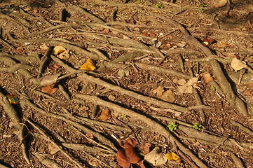 Image showing Buttress root in forest