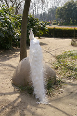 Image showing White peacock in zoo