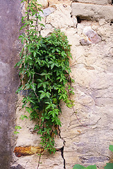 Image showing Green grasses on wall