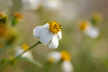 Image showing White flower in grasses