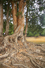 Image showing Buttress root in forest