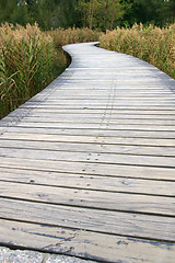 Image showing Path in wetland