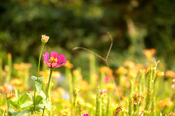 Image showing Spring flowers background