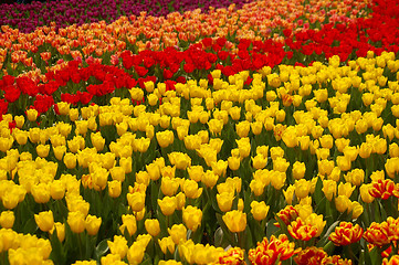 Image showing Spring flowers background