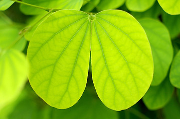 Image showing Green leaf in heart shape