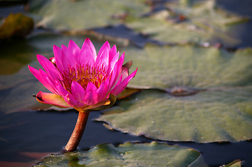 Image showing Lotus flowers in pond